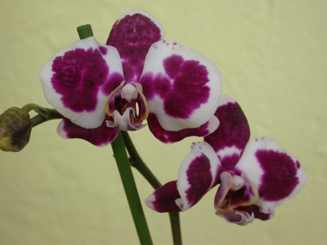 Phalaenopsis_002.JPG
