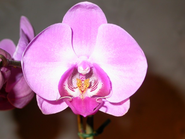 Phalaenopsis_001.JPG