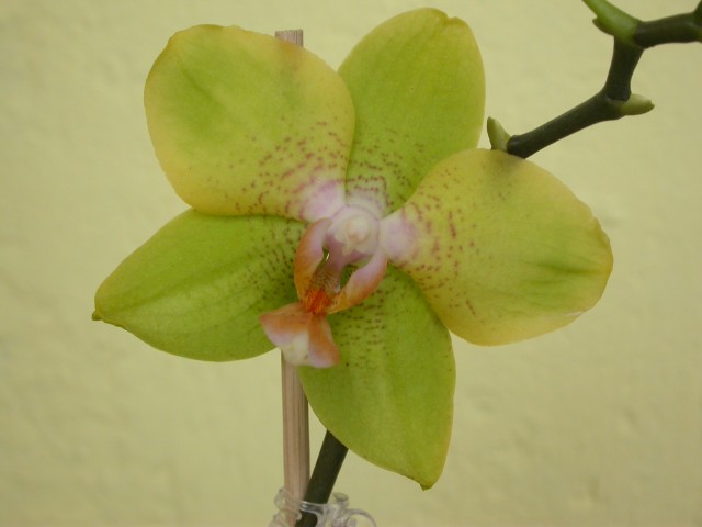 Phalaenopsis_005.JPG