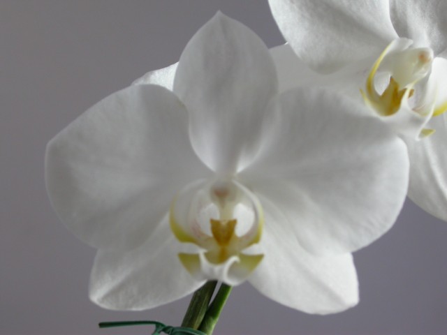 Phalaenopsis_004.JPG