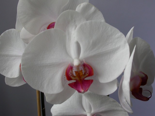 Phalaenopsis_003.JPG
