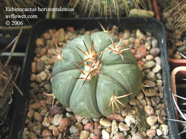   - Echinocactus horizontalonius