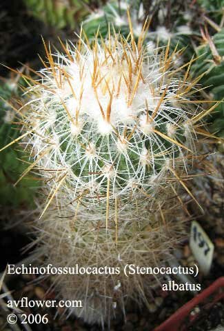   - Echinofossulocactus albatus