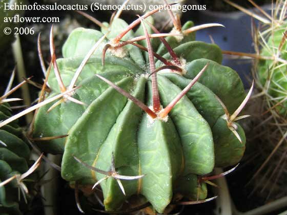   - Echinofossulocactus coptonogonus