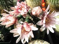 гимнокалициум - цветы