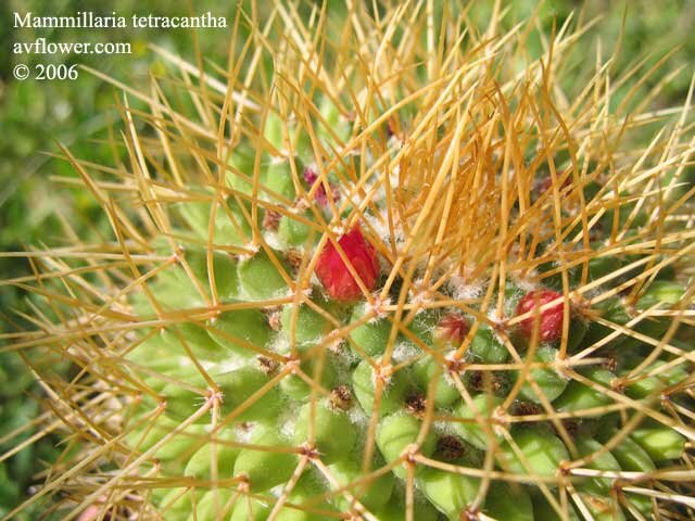 маммиллярия Mammillaria tetracantha