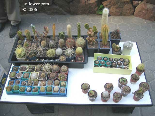 столы участников выставки с комнатными растениями