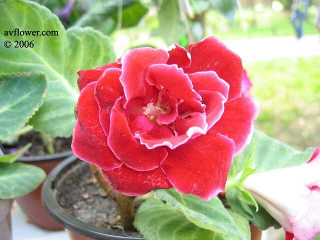gloxinia Red Passion