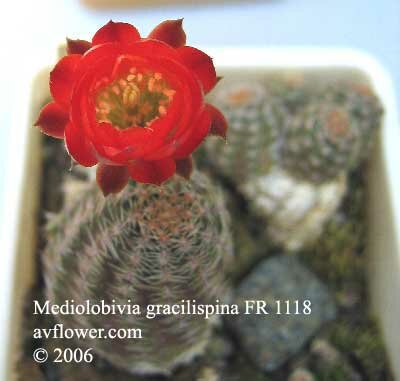  -  - Mediolobivia gracilispina FR 1118