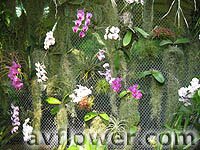 летающие орхидеи