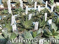 haworthia limifolia - гавортия лимифолия