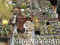 длинные ряды сеянцев кактусов и суккулентов