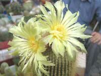 цветы нотокактуса