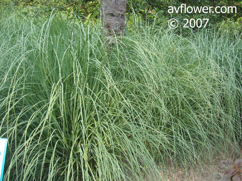 пампасская трава