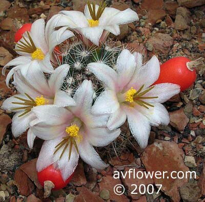 Mammillaria louisae.JPG