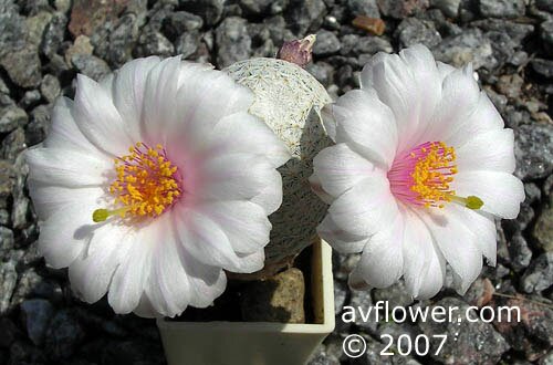 Mammillaria albiflora.JPG