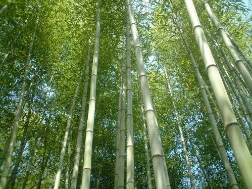 bambusoideae.jpg