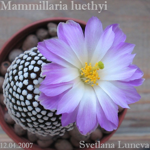 Mammillaria luethyi.jpg