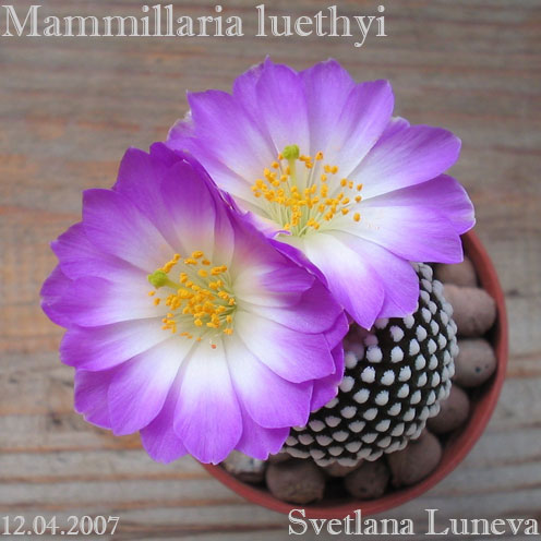 Mammillaria_luethyi2.jpg