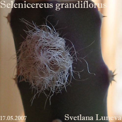 Selenicereus-grandiflorus.jpg