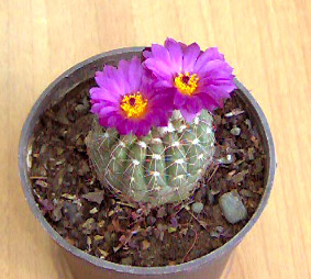 Notocactus_eubelmanianus_18.05.07.jpg