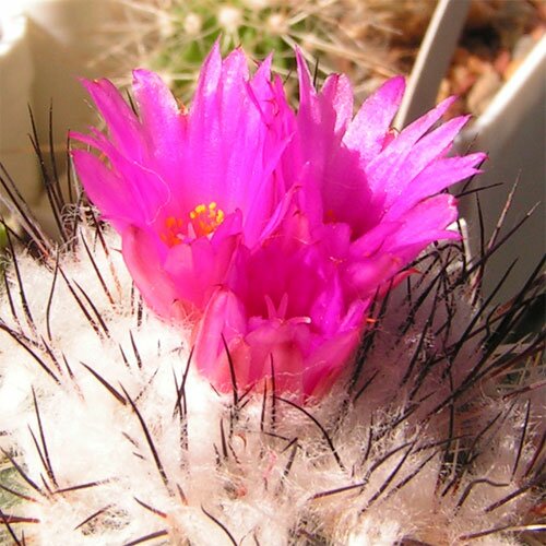 Turbinicarpus_viereckii_06.jpg