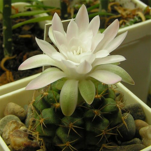 Gymnocalycium_damsii_torulosum_06.jpg