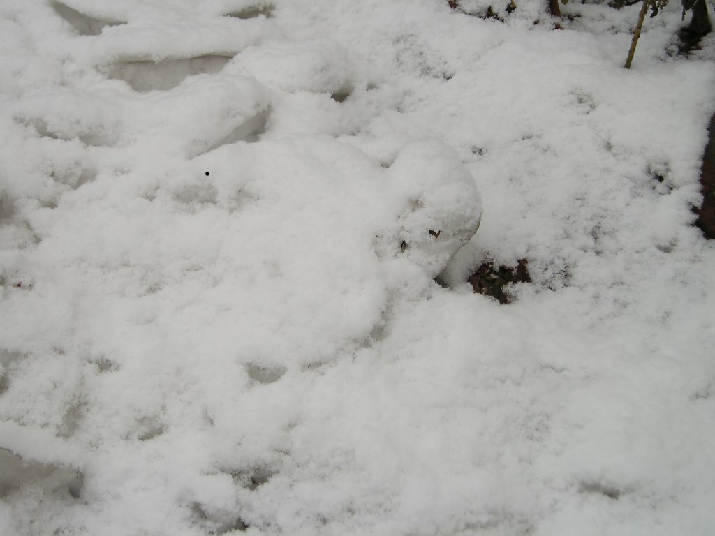 Снег_над_пунами.JPG