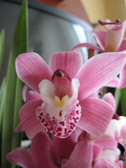 Орхидея показывает язык - на форум.jpg