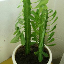 Euphorbia trigona.jpg