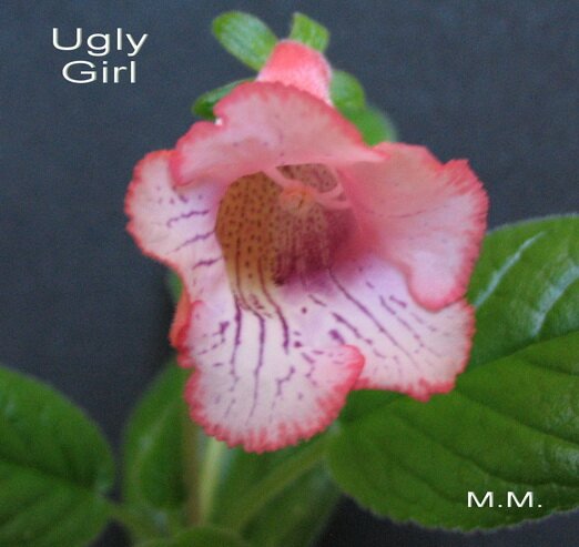 Ugly Girl.jpg