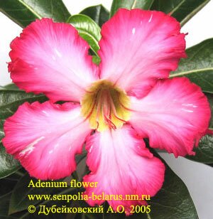 Адениум (Adenium obesum) - цветок