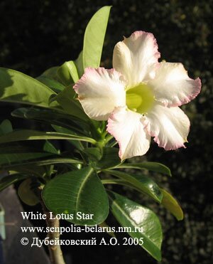 Первый цветок адениума 'White Lotus Star'