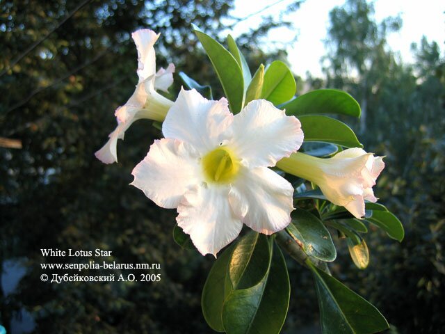 Первые три цветка адениума 'White Lotus Star' диаметром 78 мм