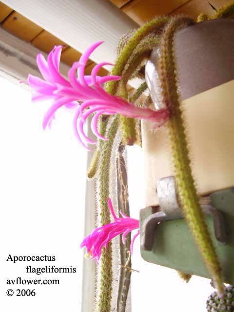 Апорокактус - Aporocactus flageliformis