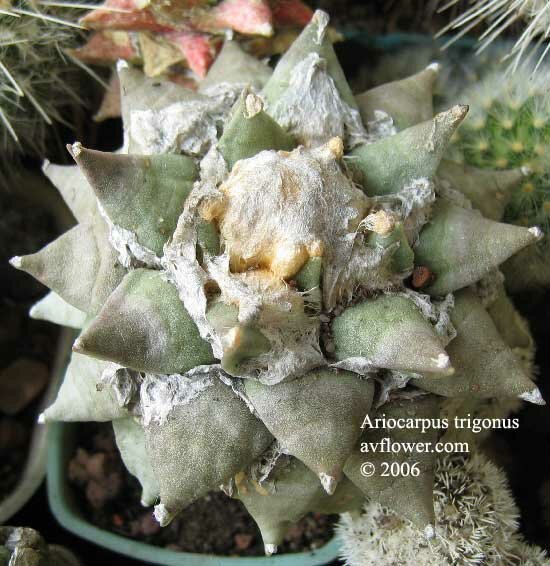 Ариокарпус - Ariocarpus trigonus
