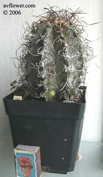 Астрофитум каприкорне - Astrophytum capricorne