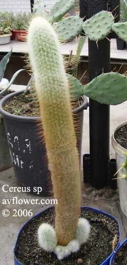 Цереус - Cereus sp