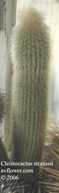 Клейстокактус штраусса - Cleistocactus straussii