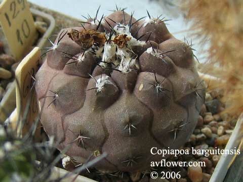 Копиапоа баргуитензис - Copiapoa barguitensis
