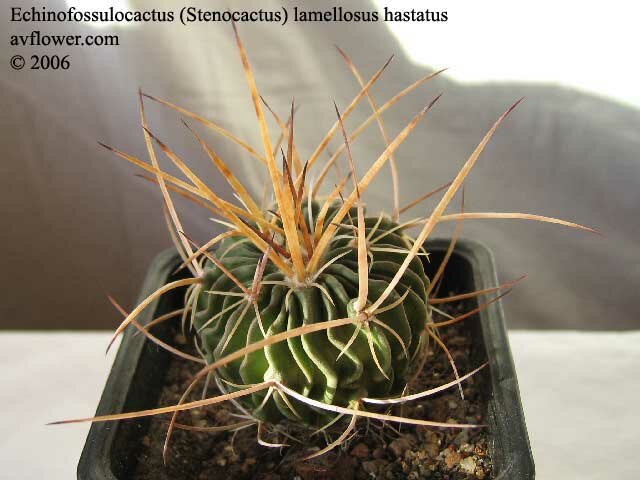 Эхинофоссулокактус ламеллозус р. хастатус - Echinofossulocactus lamellosus v hastatus