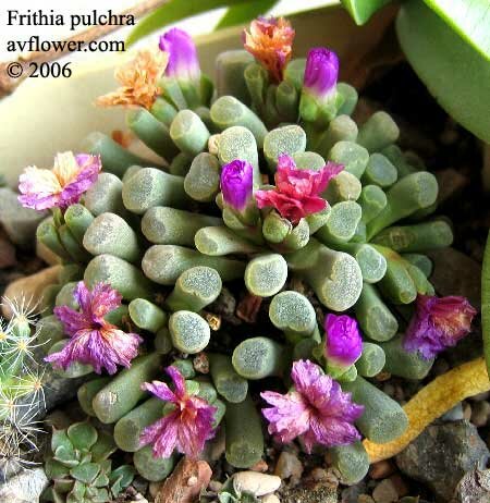 Cactus Flower on Frithia Pulchra
