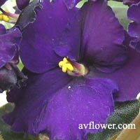 violette Apache Midnight