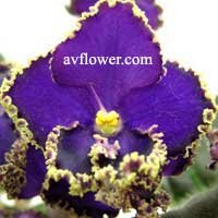 violette Deadly Sting