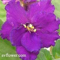 violette EK Orchidée Sauvage