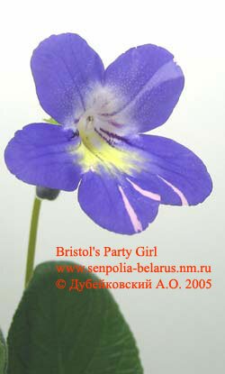 Стрептокарпус Bristol's Party Girl