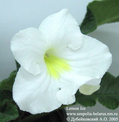 Цветок стрептокарпуса Lemon Ice