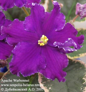 African violet Apache Warbonnet