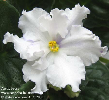 African violet Arctic Frost