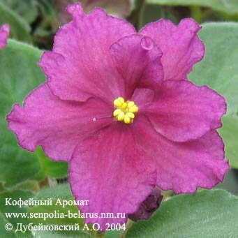 African violet Aroma of Coffee